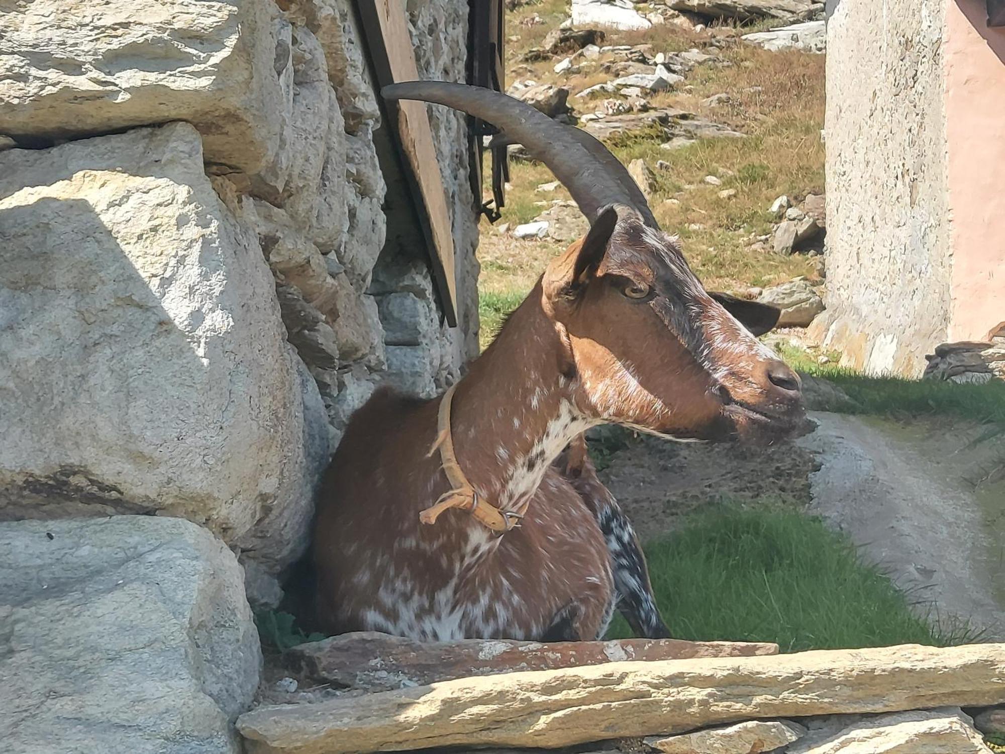 Gran Paradiso Alpette المظهر الخارجي الصورة