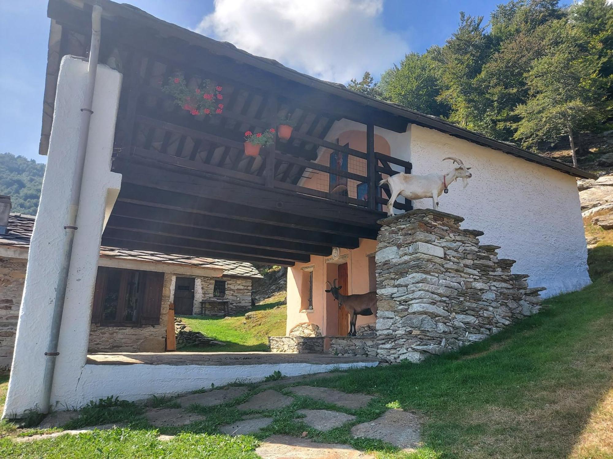 Gran Paradiso Alpette المظهر الخارجي الصورة